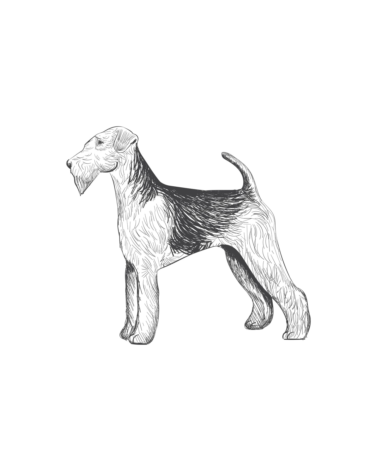 Digital Drawing: Airedale Terrier