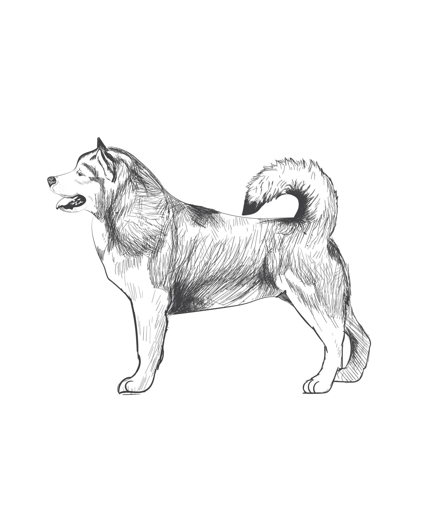 Digital Drawing: Alaskan Malamute