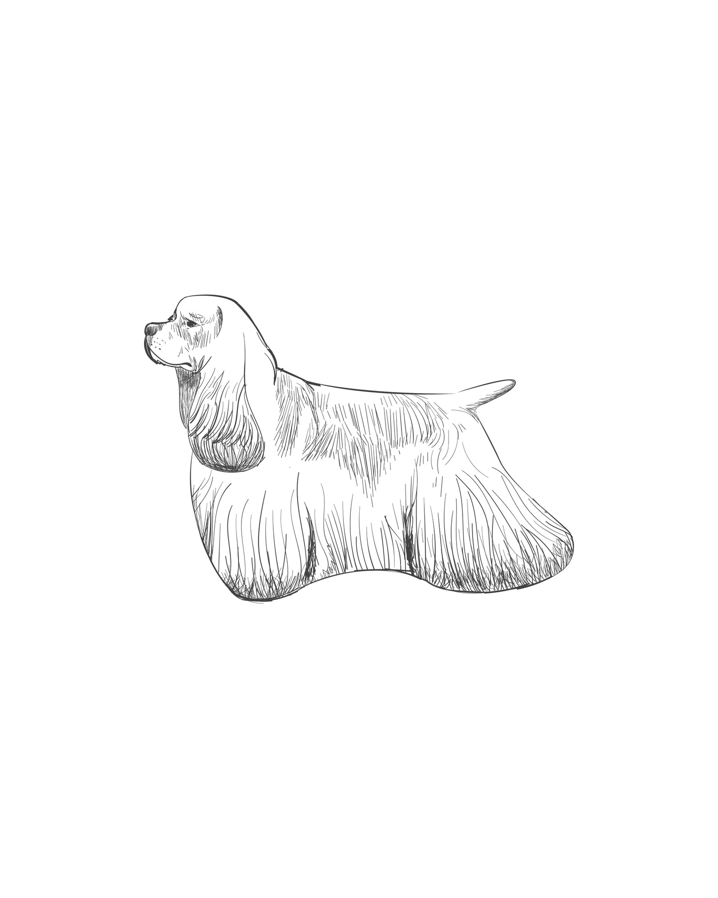 Digital Drawing: American Cocker Spaniel