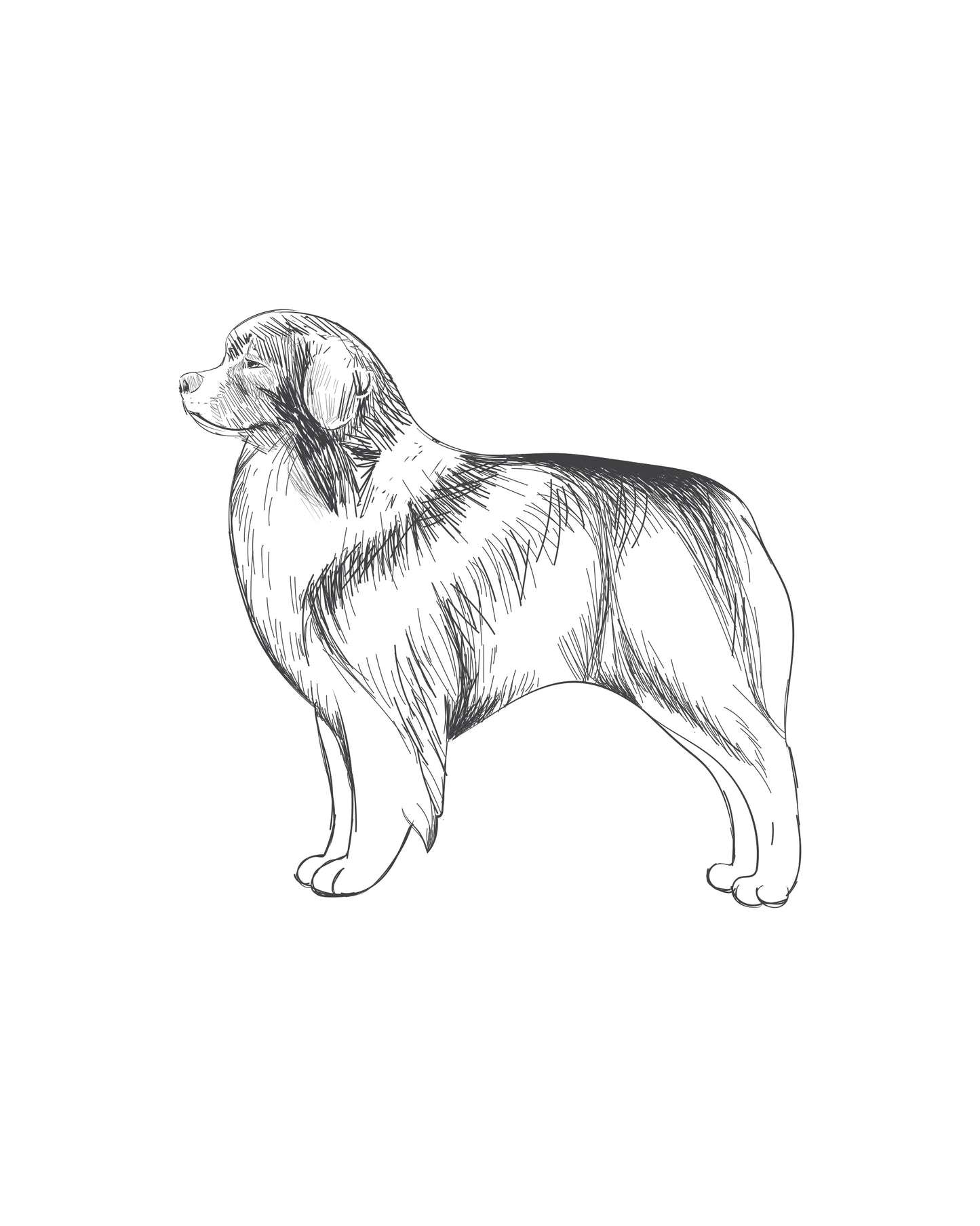 Digital Drawing: Australian Shepherd