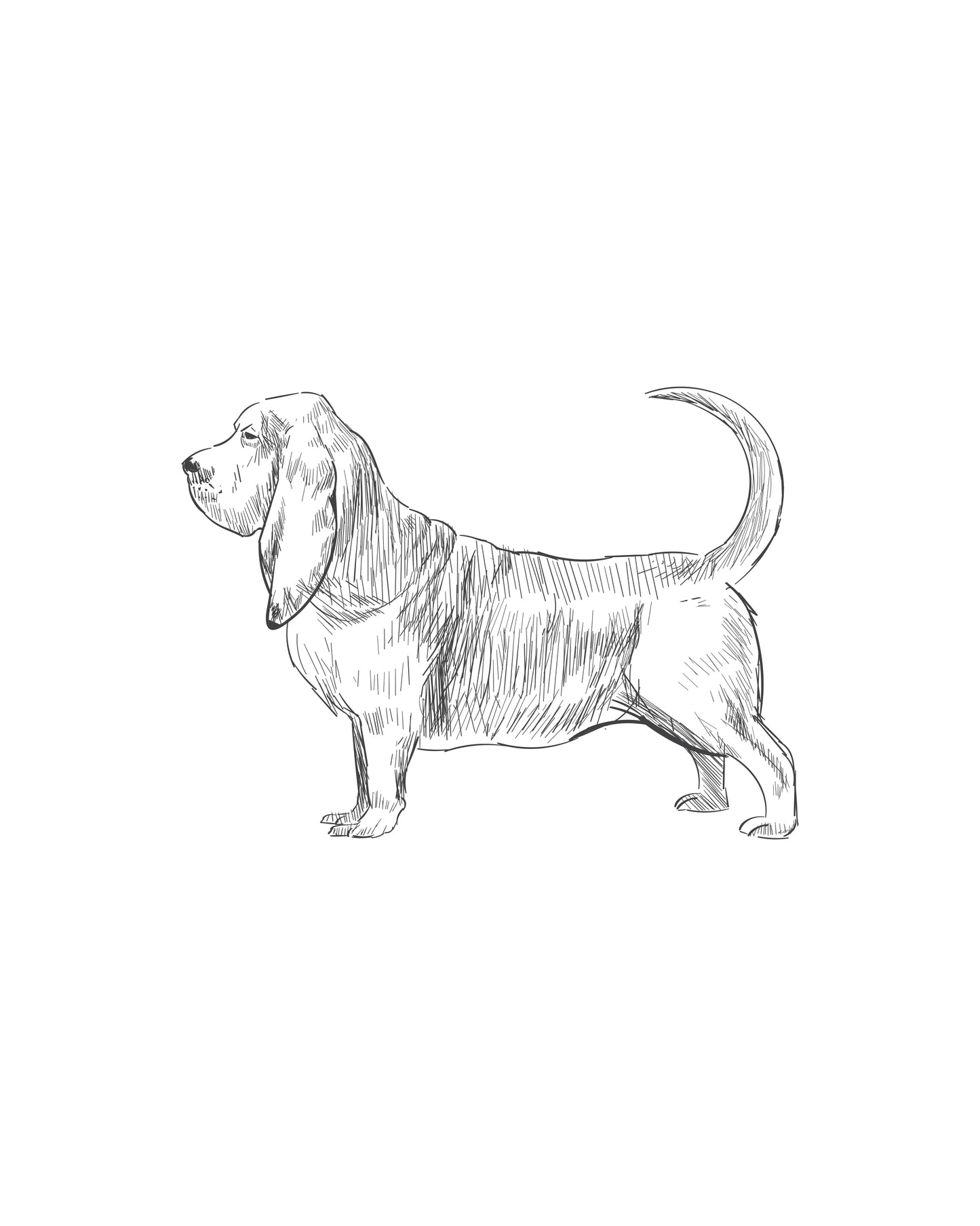 Digital Drawing: Basset Hound