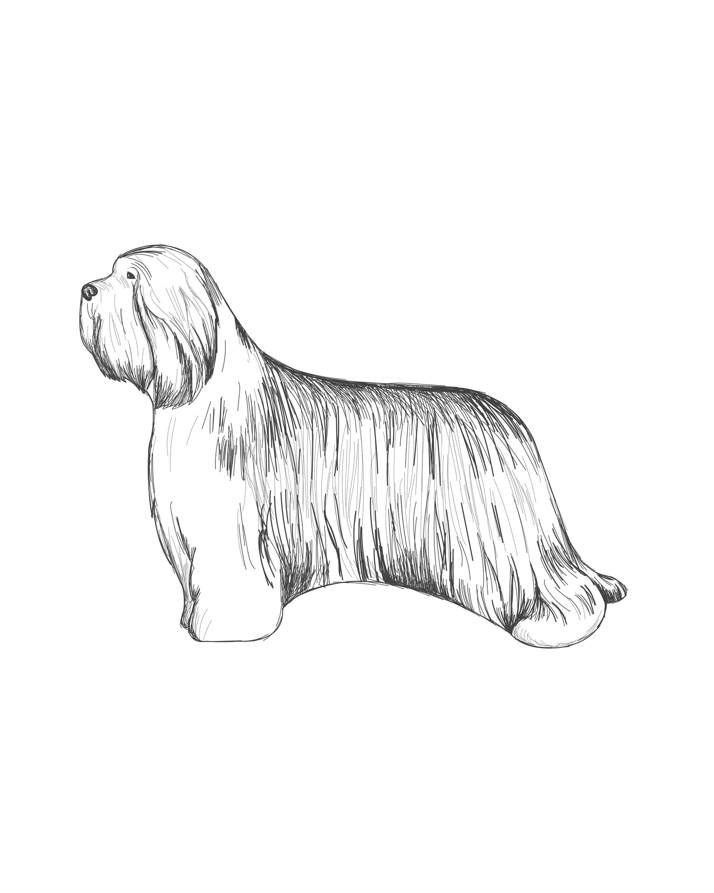 Digital Drawing: Bearded Collie