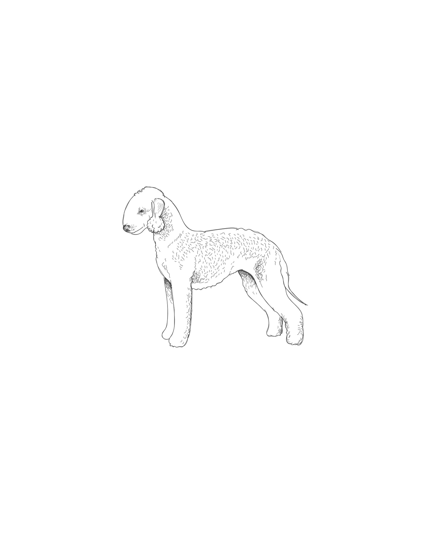 Digital Drawing: Bedlington Terrier