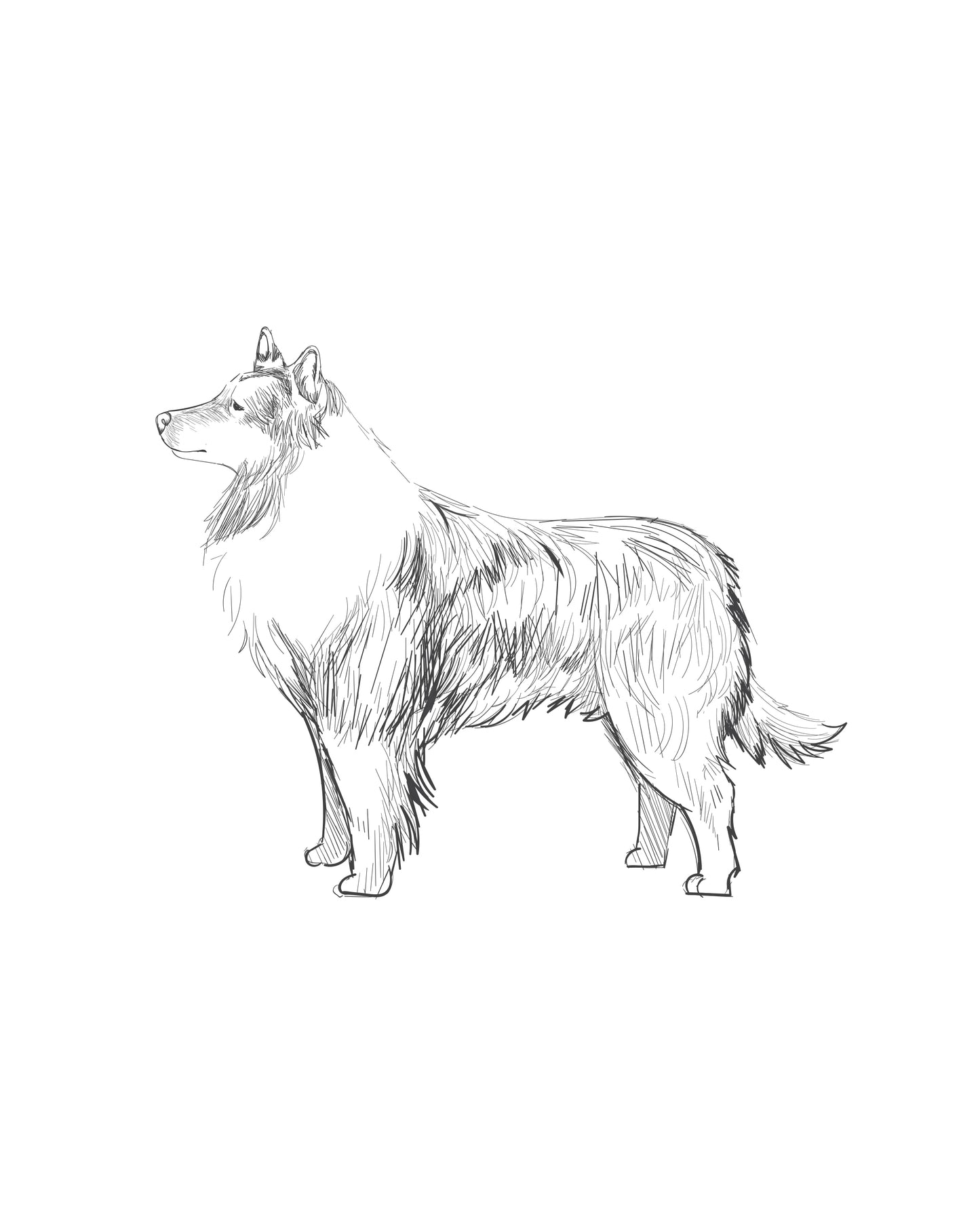 Digital Drawing: Belgian Shepherd