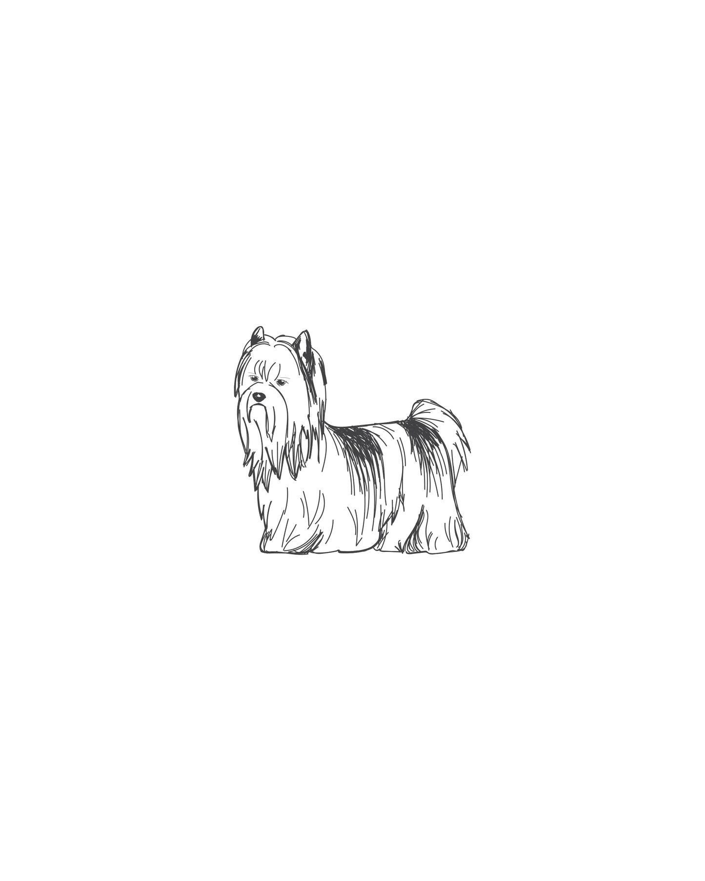Digital Drawing: Biewer Terrier