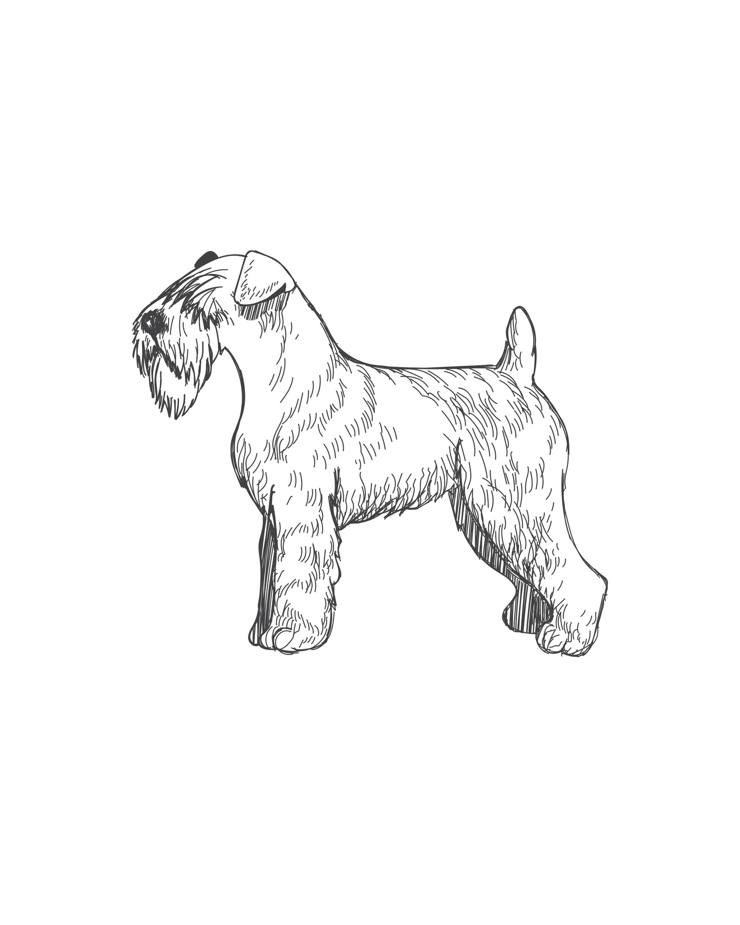 Digital Drawing: Black Russian Terrier
