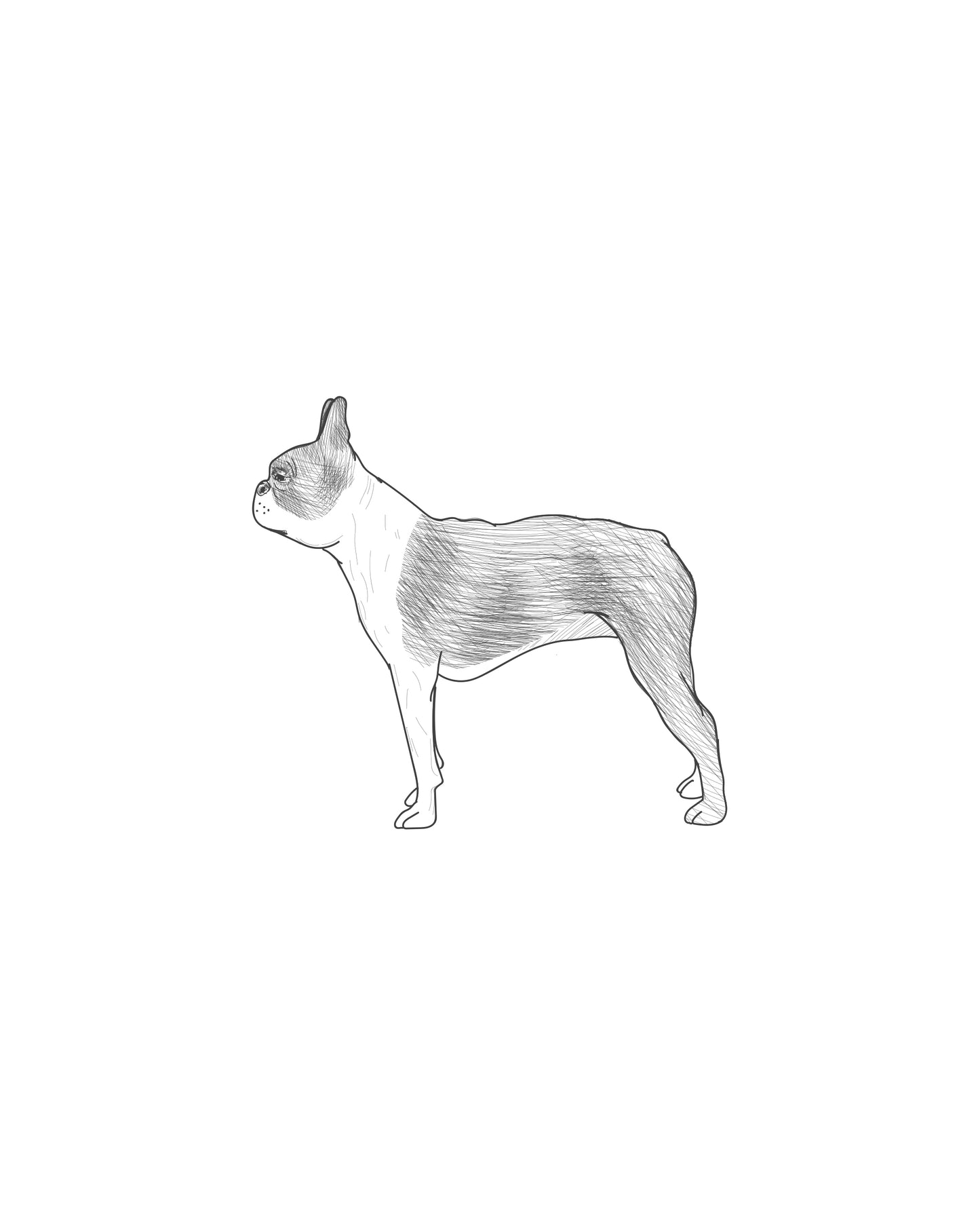 Digital Drawing: Boston Terrier