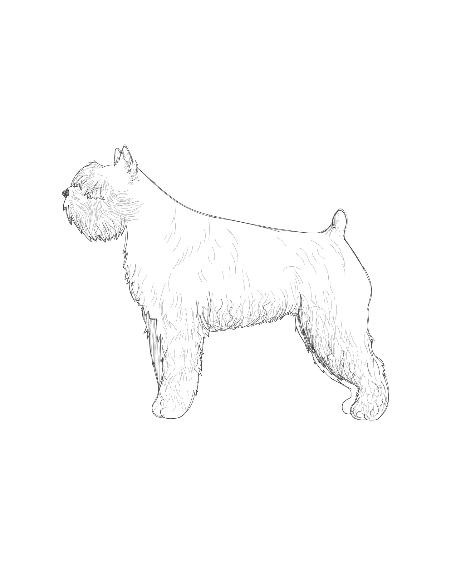 Digital Drawing: Bouvier