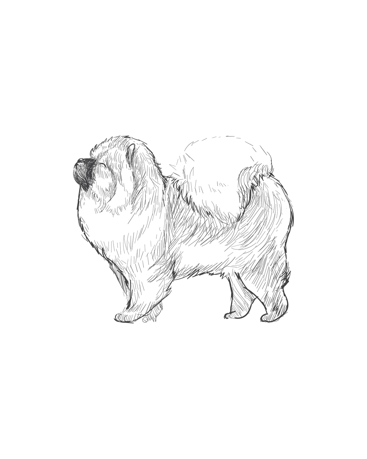 Digital Drawing: Chow Chow