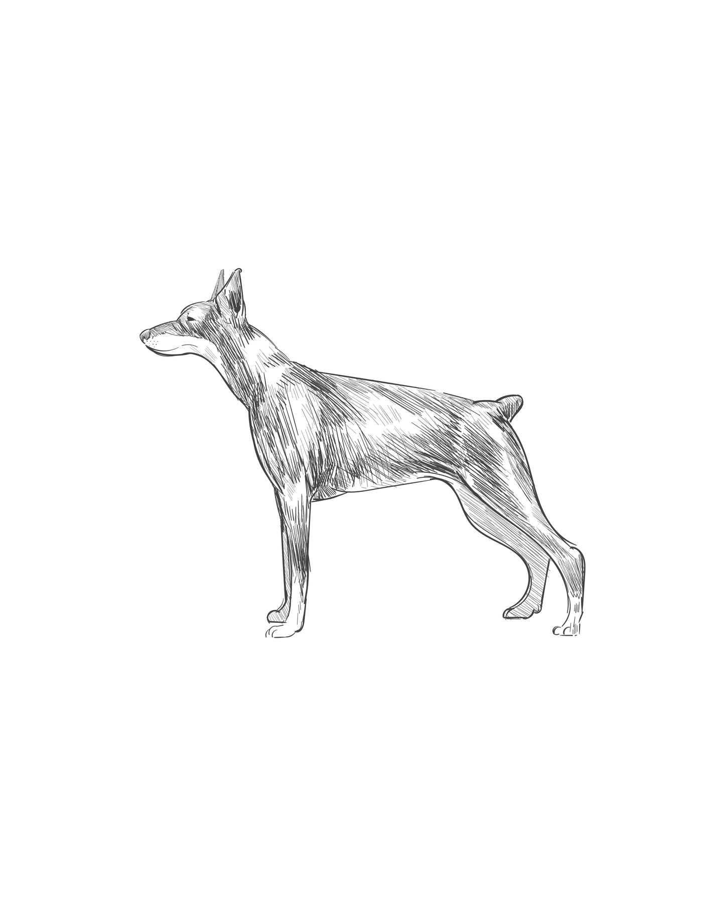Digital Drawing: Doberman