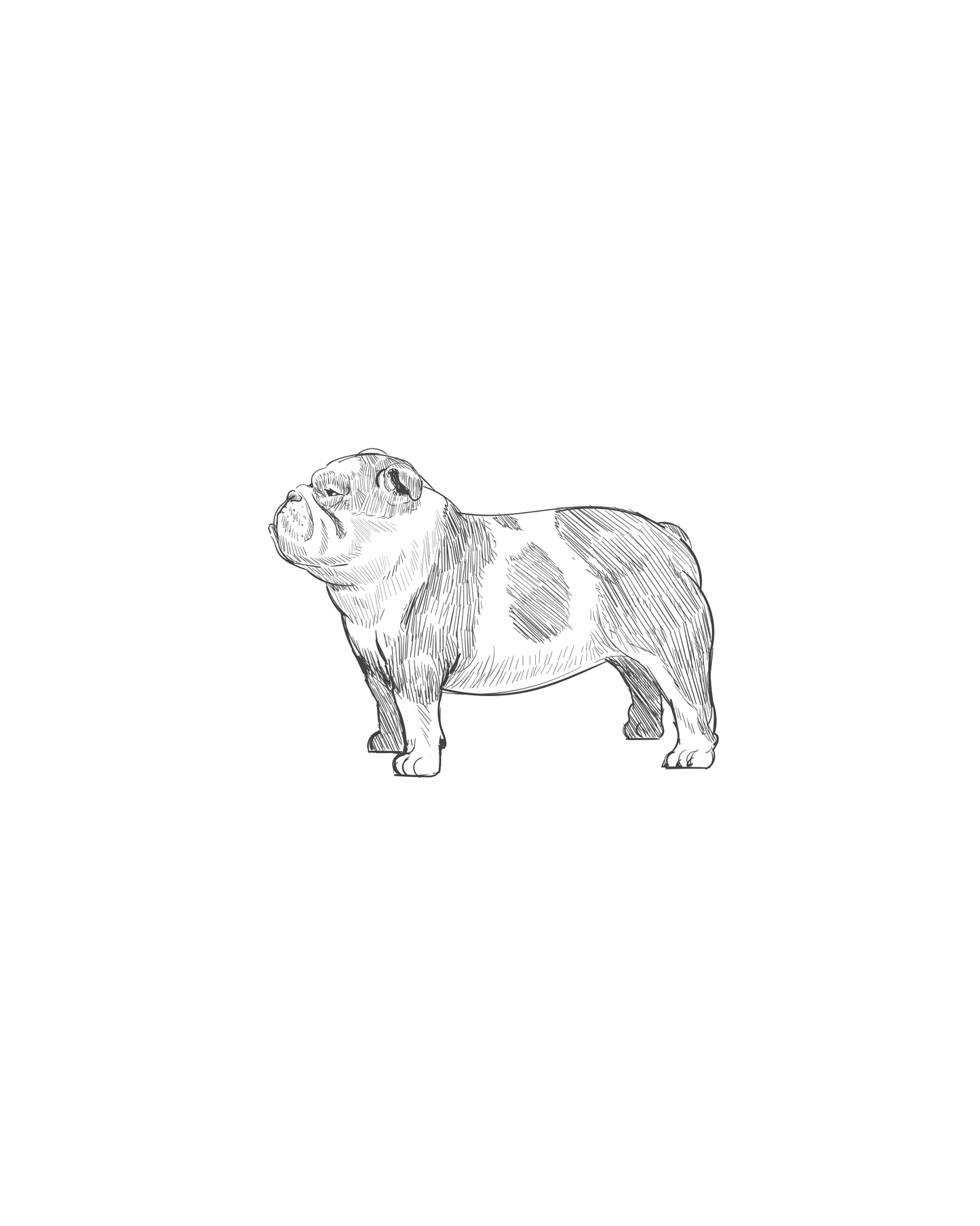 Digital Drawing: English Bulldog