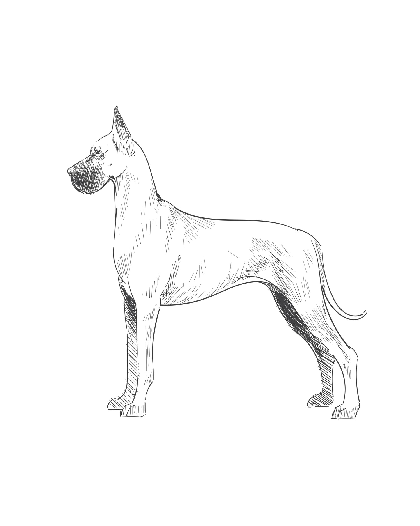 Digital Drawing: Great Dane