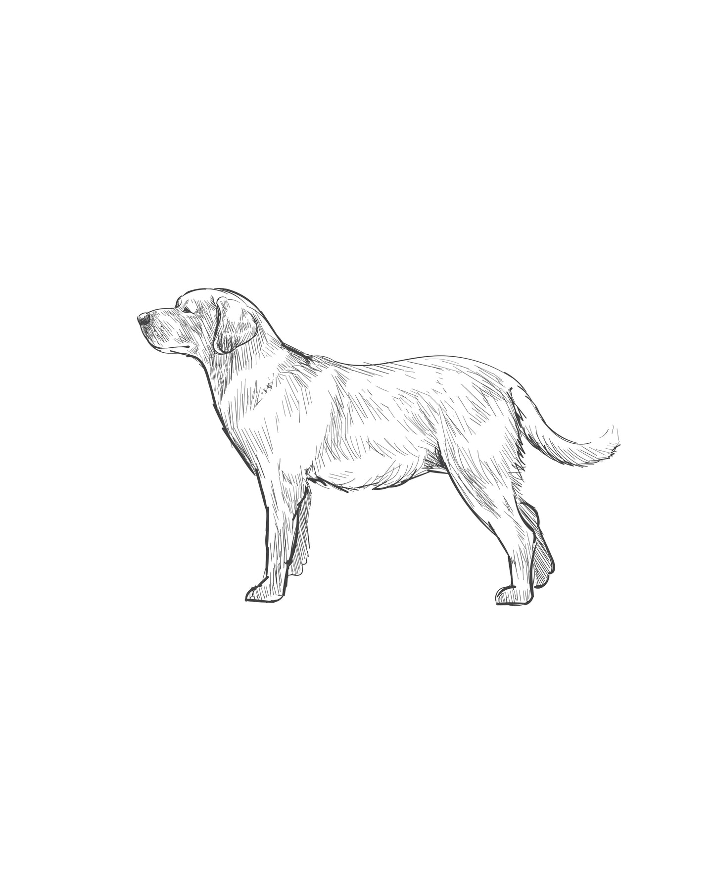 Digital Drawing: Labrador Retriever