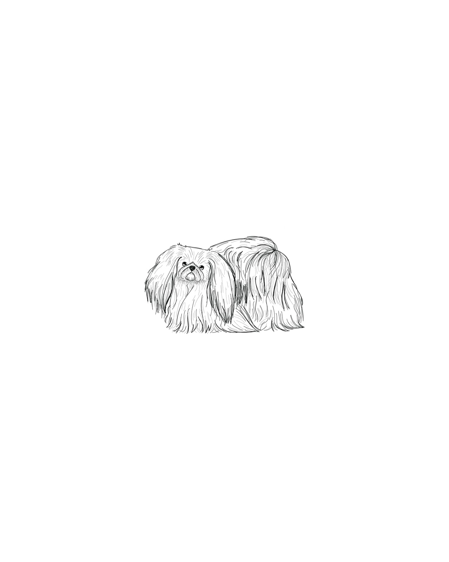 Digital Drawing: Pekingese