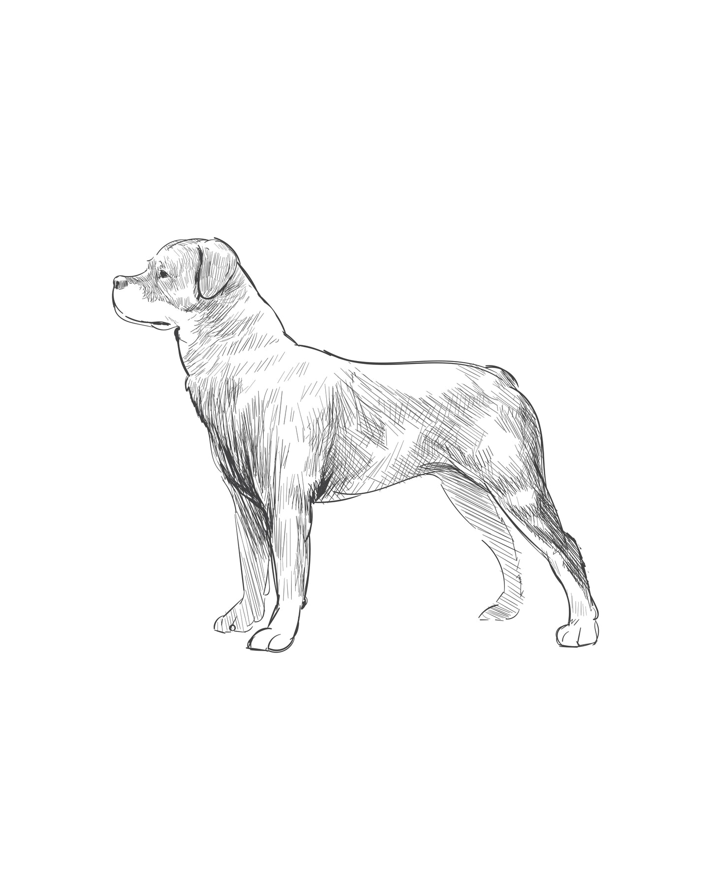 Digital Drawing: Rottweiler