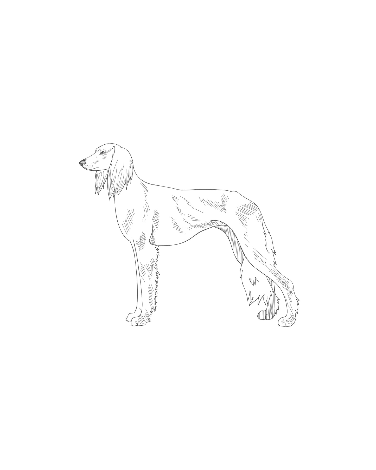Digital Drawing: Saluki