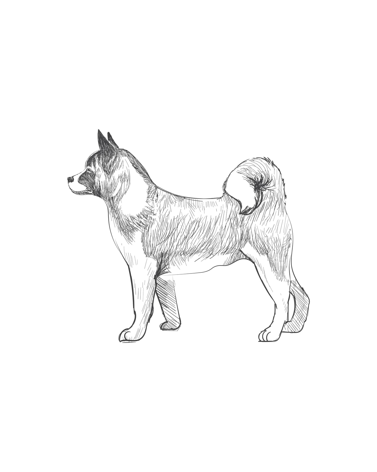 Digital Drawing: Akita