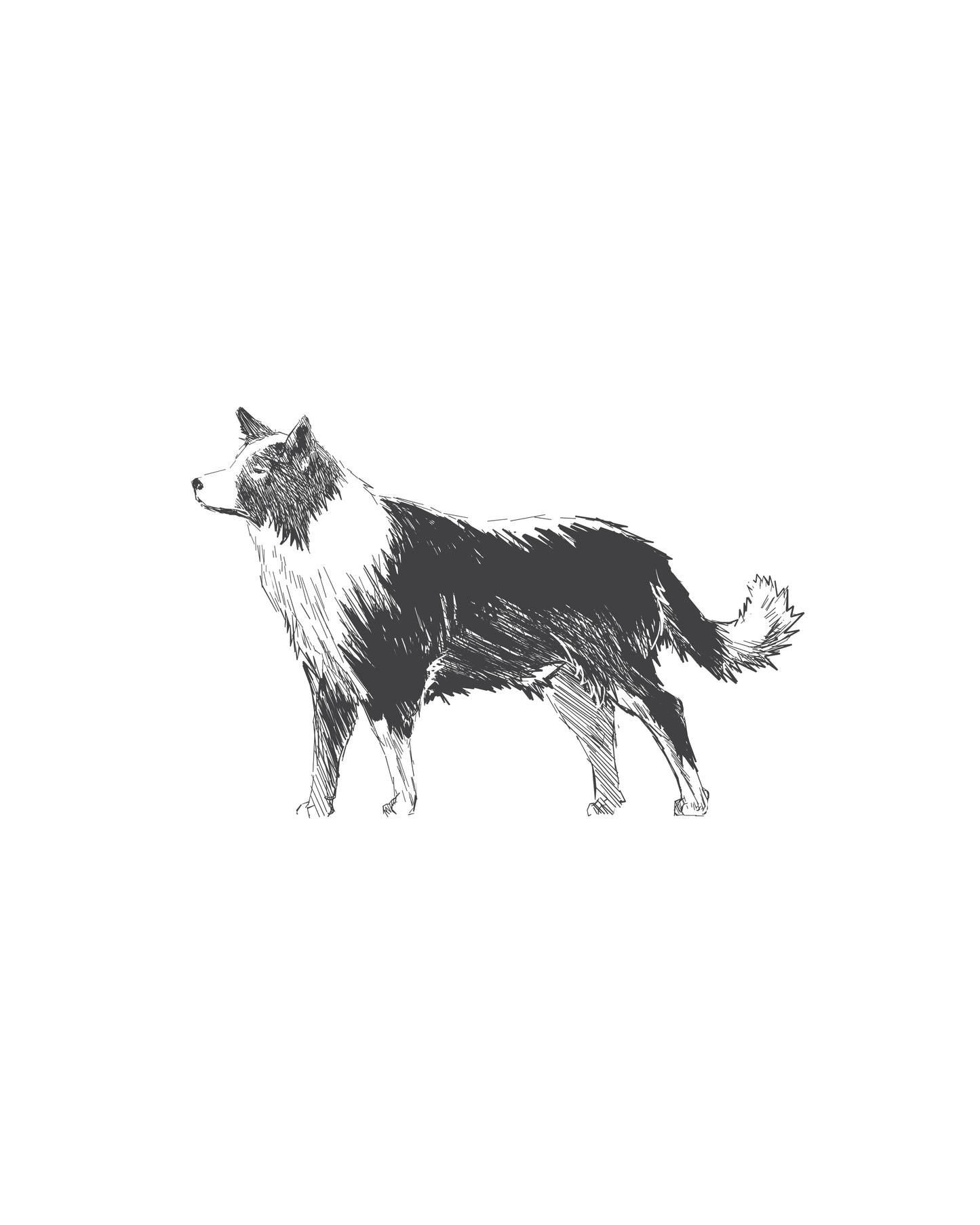 Digital Drawing: Border Collie