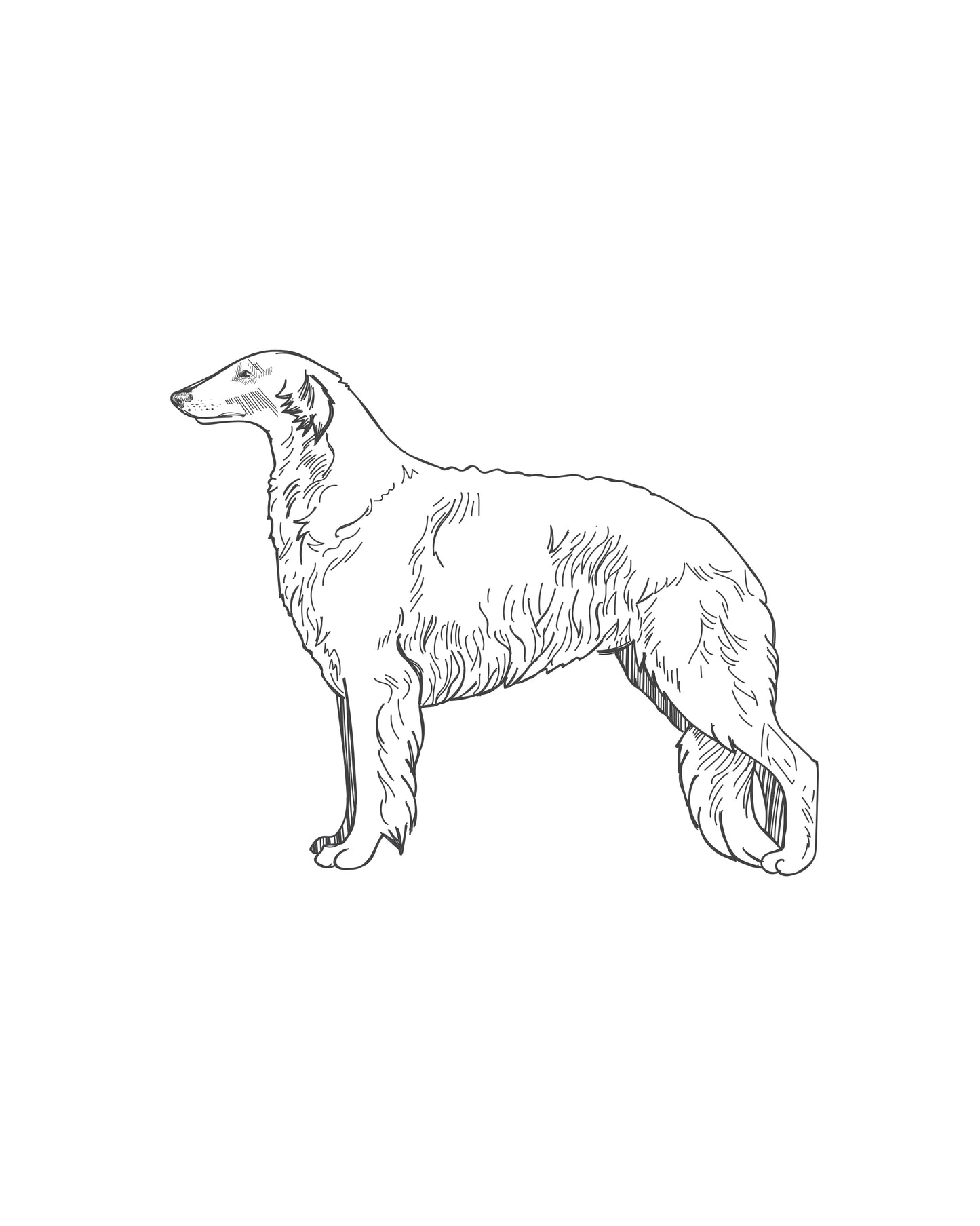 Digital Drawing: Borzoi