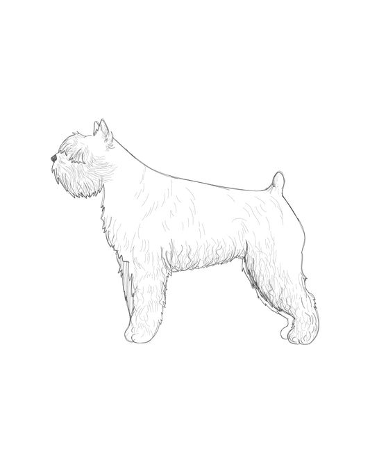 Digital Drawing: Bouvier