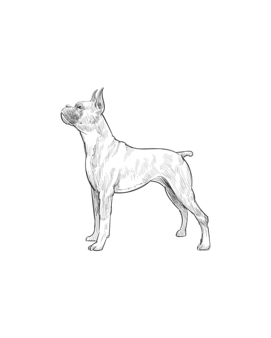 Digital Drawing: Boxer