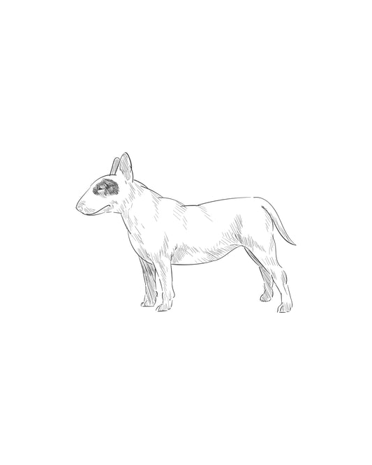 Digital Drawing: Bull Terrier