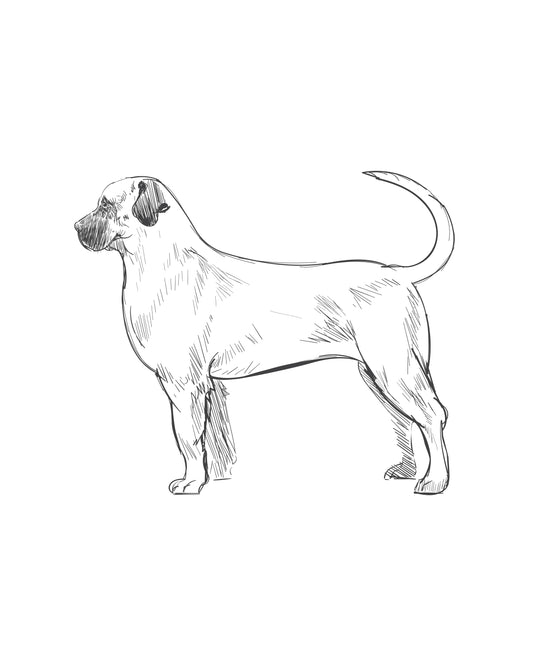 Digital Drawing: Bullmastiff