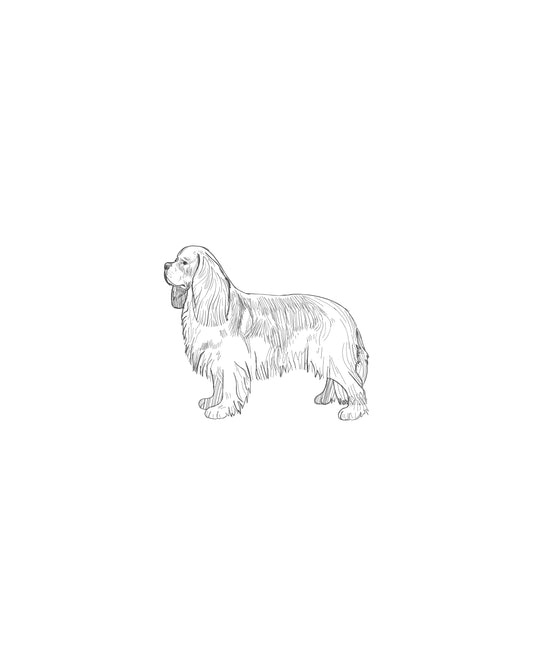 Digital Drawing: Cavalier King Charles Spaniel