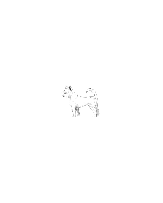 Digital Drawing: Chihuahua (short-haired)