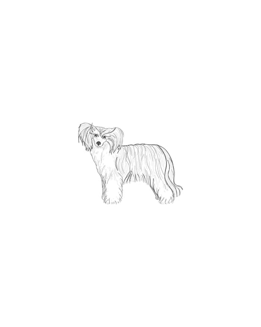 Digital Drawing: Chinese Crested Powder Puff