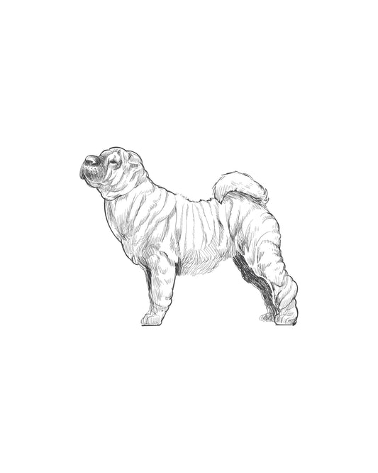 Digital Drawing: Chinese Shar Pei