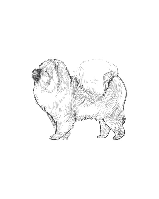 Digital Drawing: Chow Chow