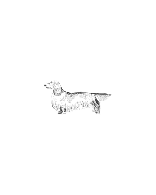 Digital Drawing: Dachshund (long-haired)