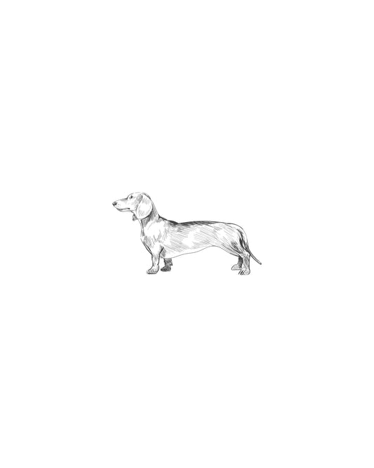 Digital Drawing: Dachshund (short-haired)