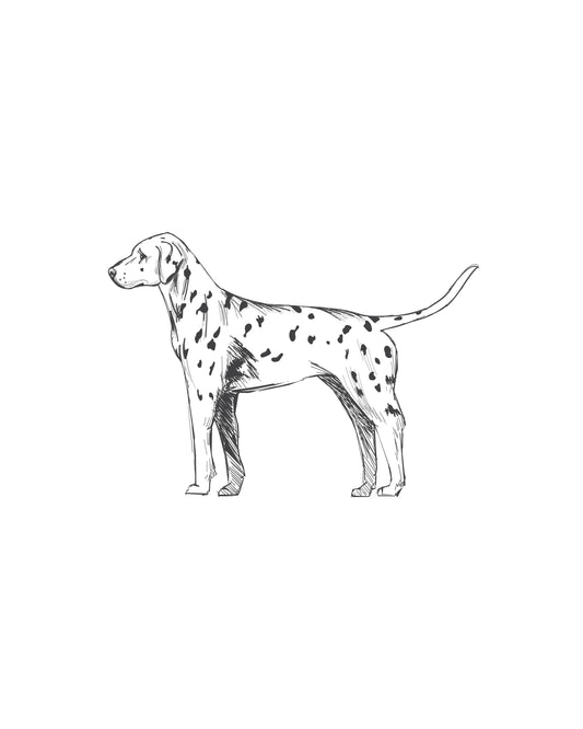 Digital Drawing: Dalmation