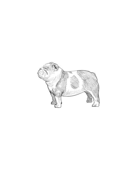 Digital Drawing: English Bulldog