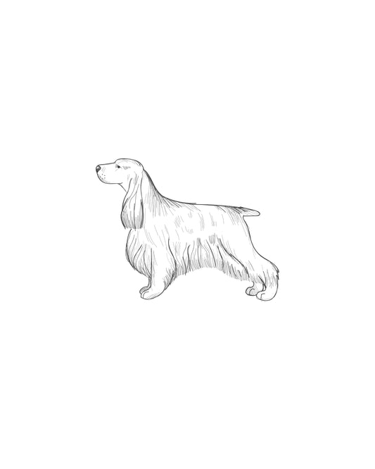 Digital Drawing: English Cocker Spaniel