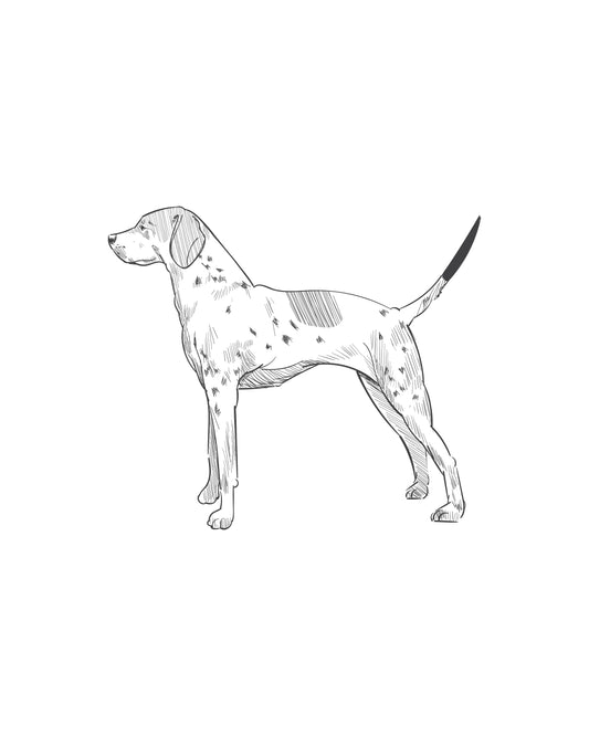 Digital Drawing: English Pointer