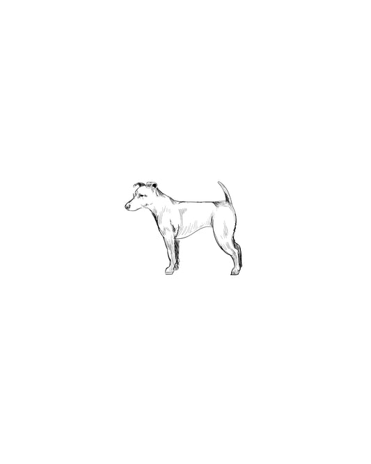 Digital Drawing: Fox Terrier