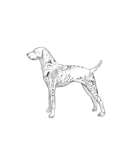 Digital Drawing: German Pointer