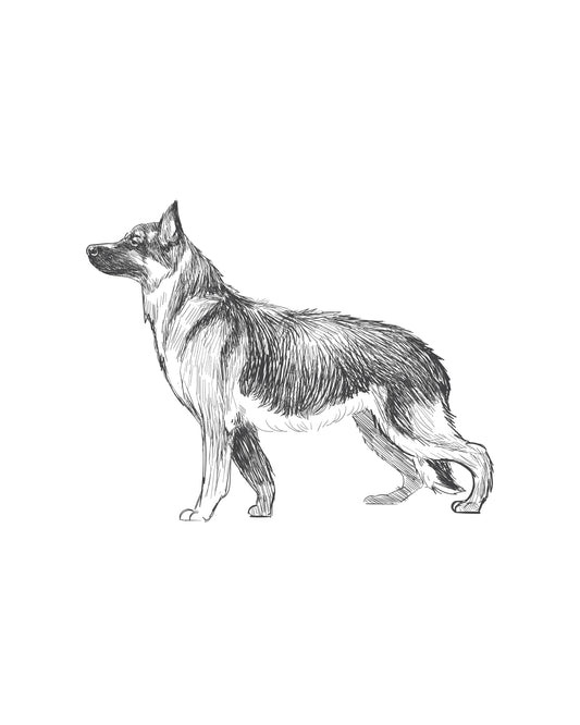 Digital Drawing: German Shepherd