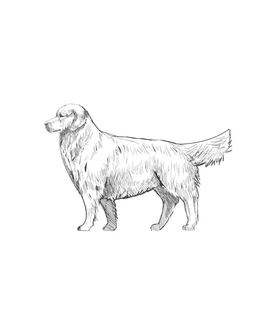 Digital Drawing: Golden Retriever