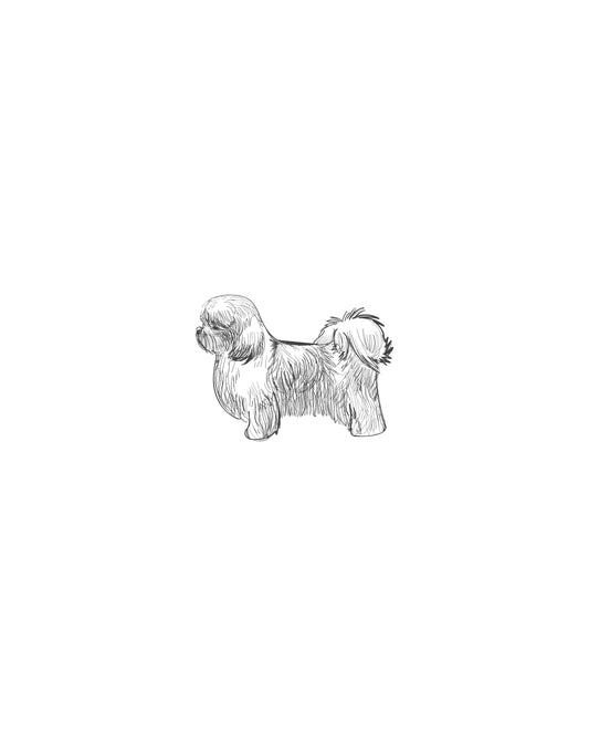 Digital Drawing: Havanese