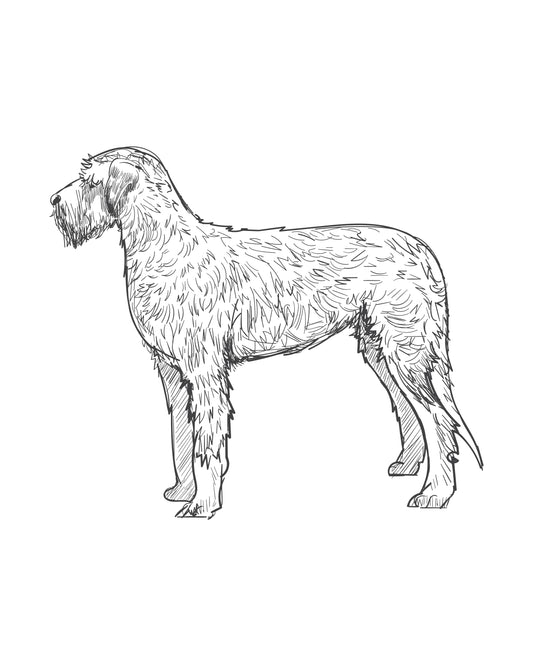 Digital Drawing: Irish Wolf Hound