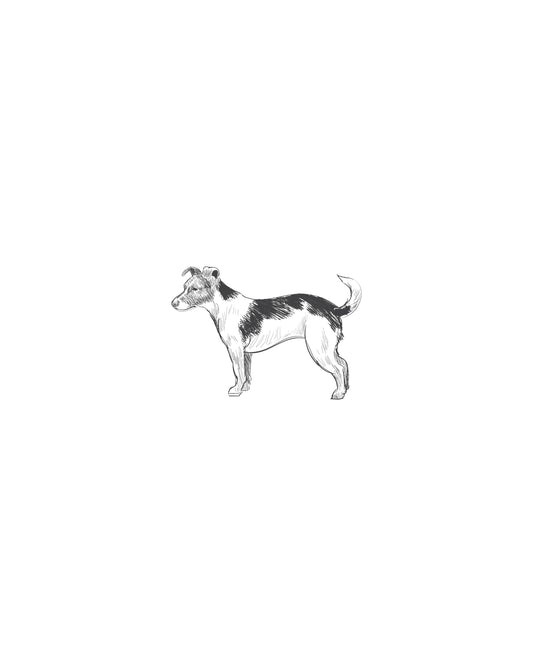 Digital Drawing: Jack Russel Terrier