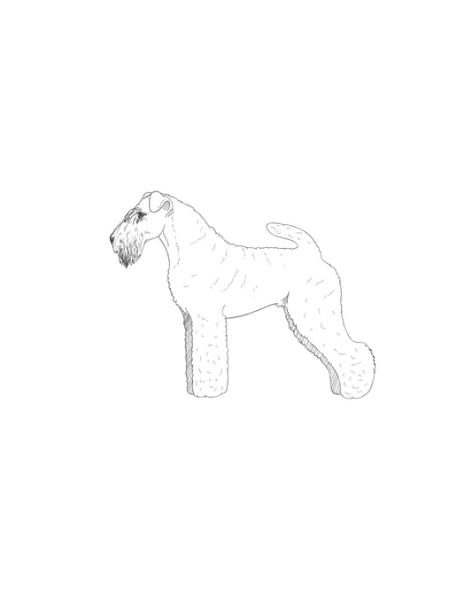 Digital Drawing: Kerry Blue Terrier