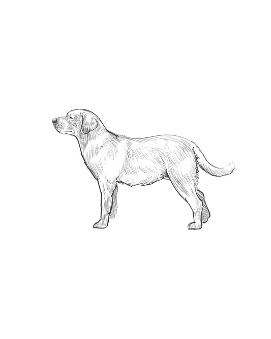 Digital Drawing: Labrador Retriever