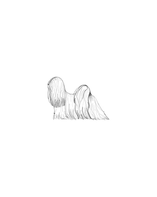 Digital Drawing: Lhasa Apso