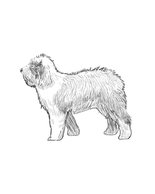 Digital Drawing: Old English Sheepdog