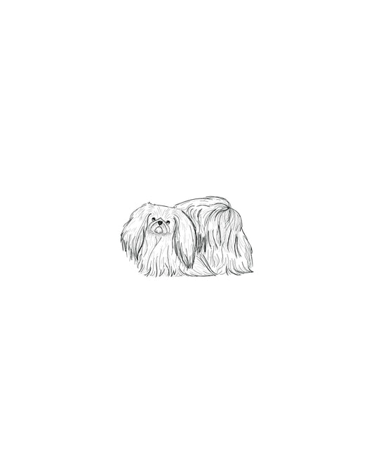 Digital Drawing: Pekingese